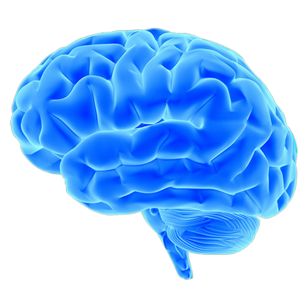 Detail Png Brain Nomer 26