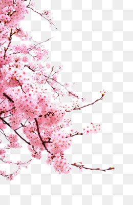 Detail Png Bunga Sakura Nomer 44