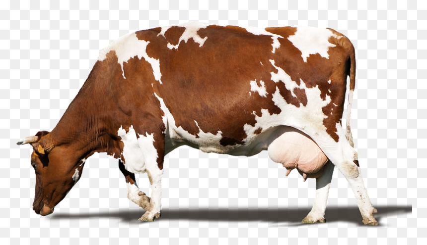 Detail Png Cow Nomer 32