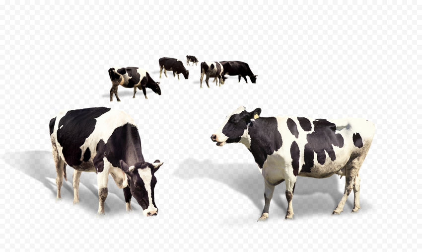 Detail Png Cow Nomer 43