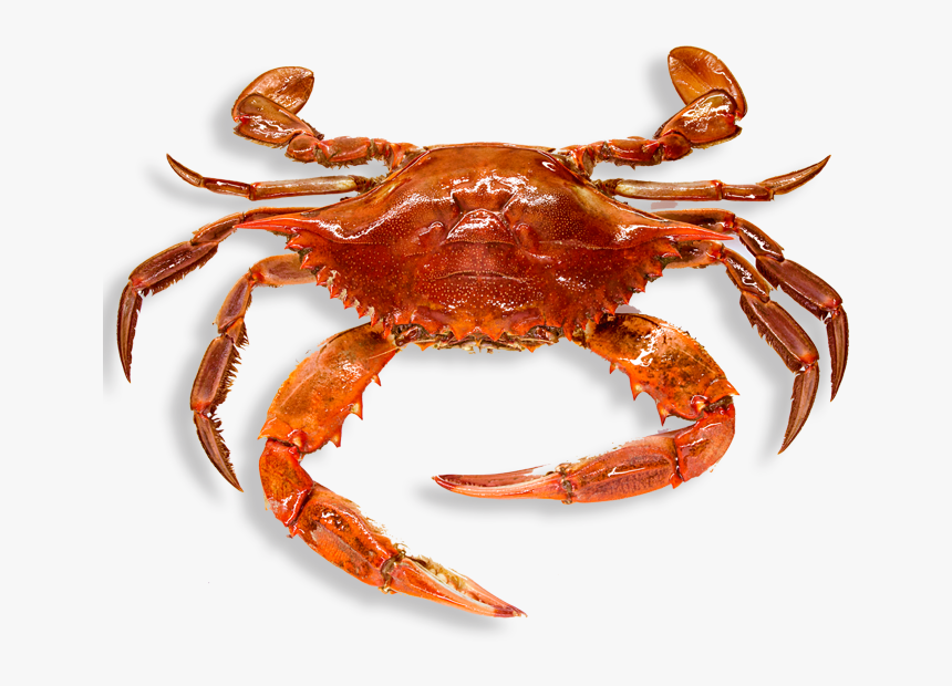 Detail Png Crab Nomer 11