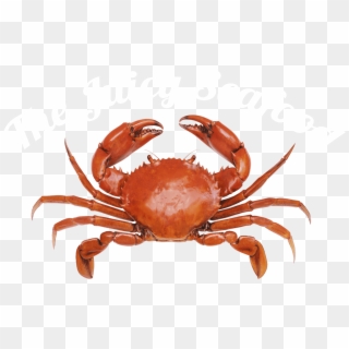 Detail Png Crab Nomer 12