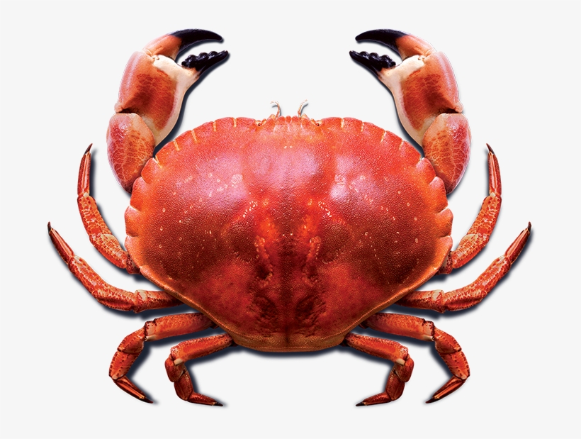 Detail Png Crab Nomer 13