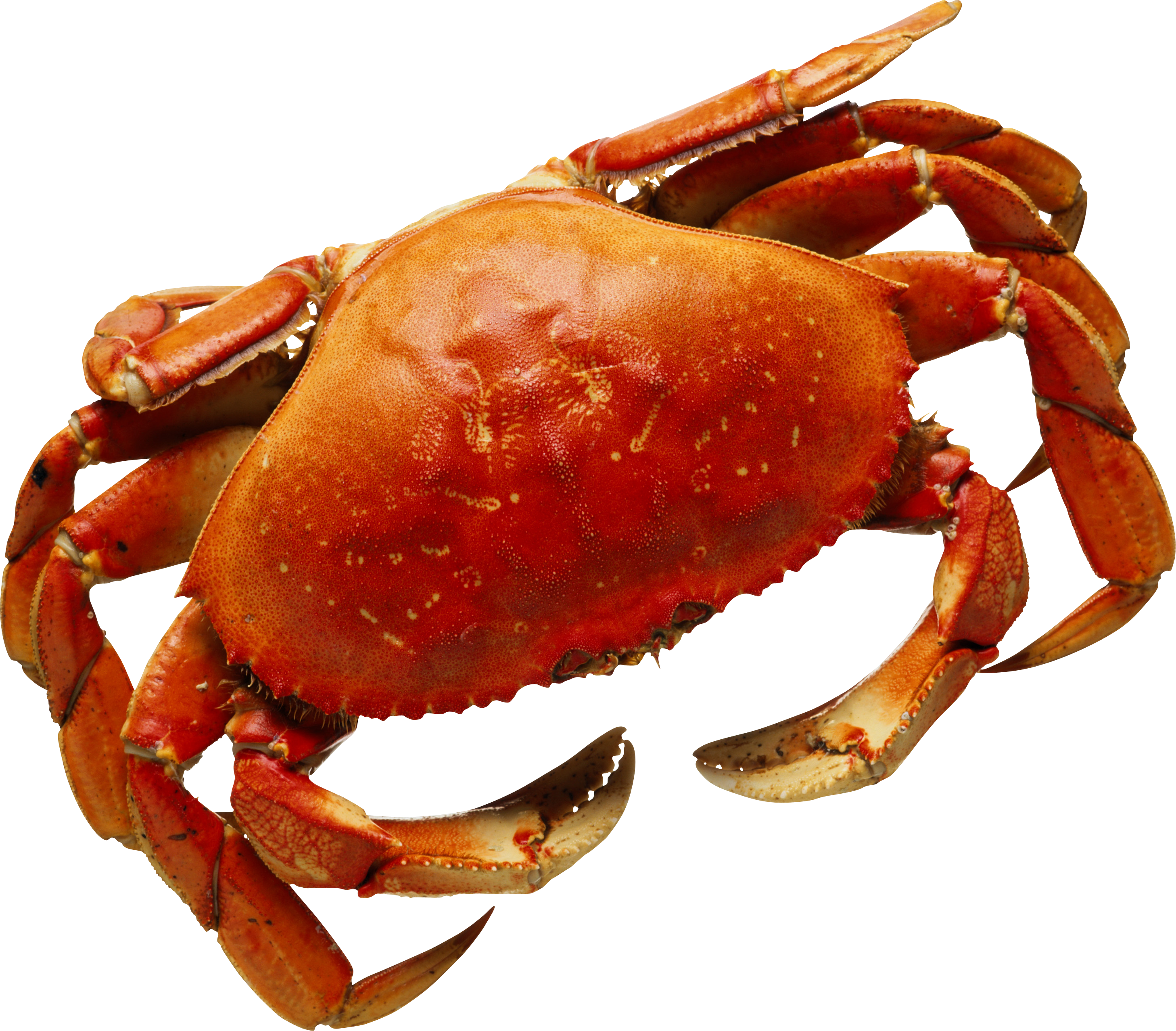 Detail Png Crab Nomer 15