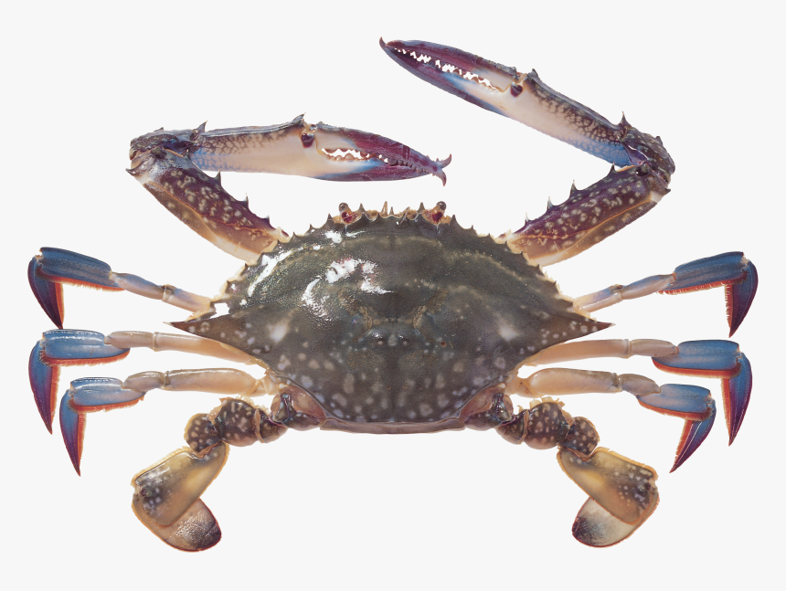 Detail Png Crab Nomer 19