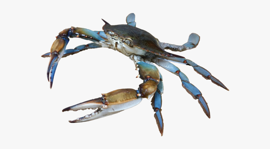 Detail Png Crab Nomer 27