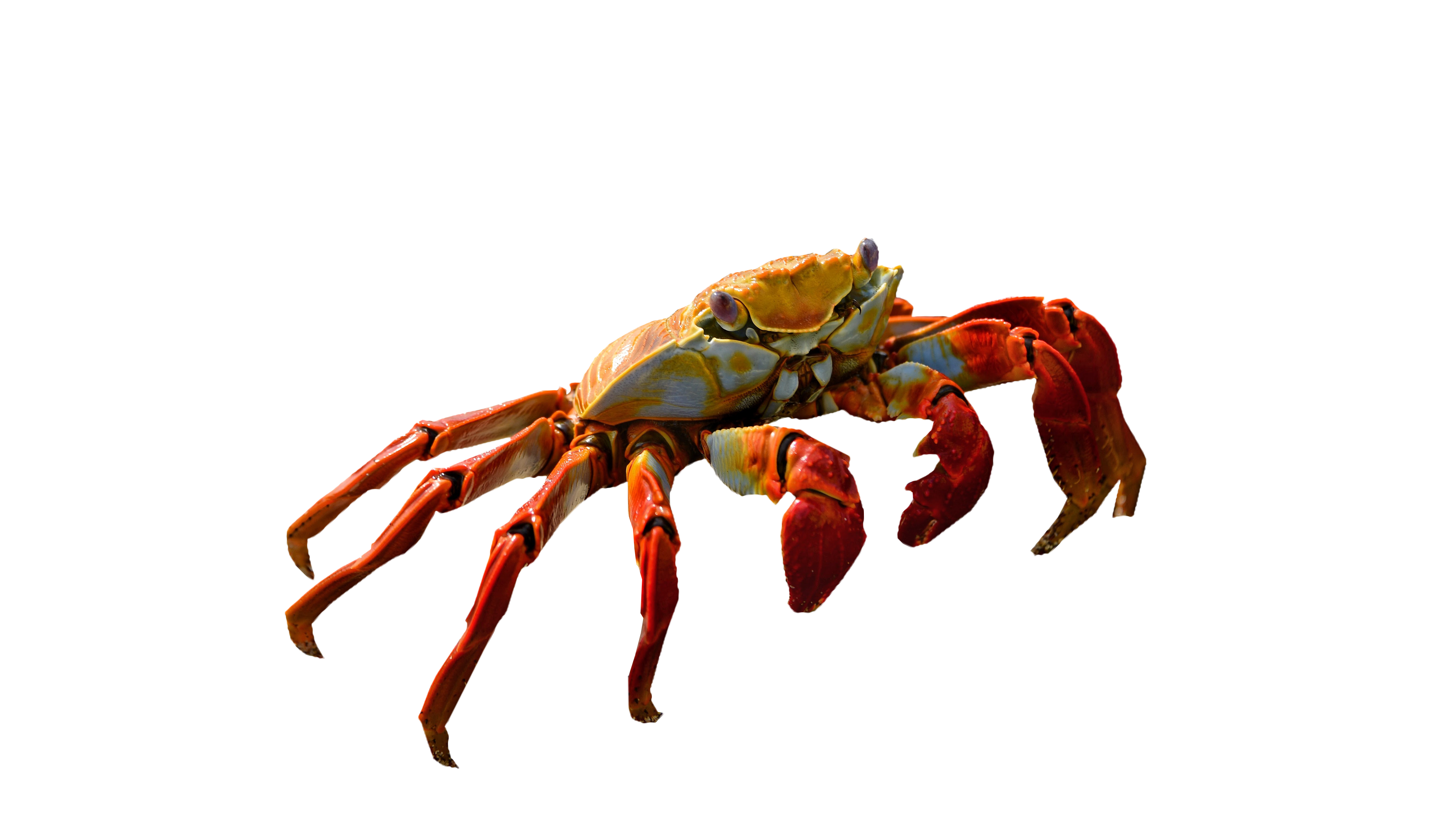 Detail Png Crab Nomer 28