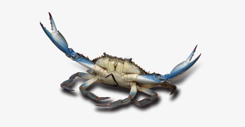 Detail Png Crab Nomer 36