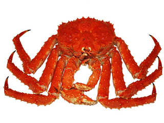 Detail Png Crab Nomer 41