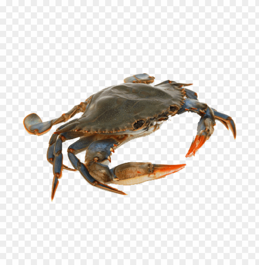 Detail Png Crab Nomer 8