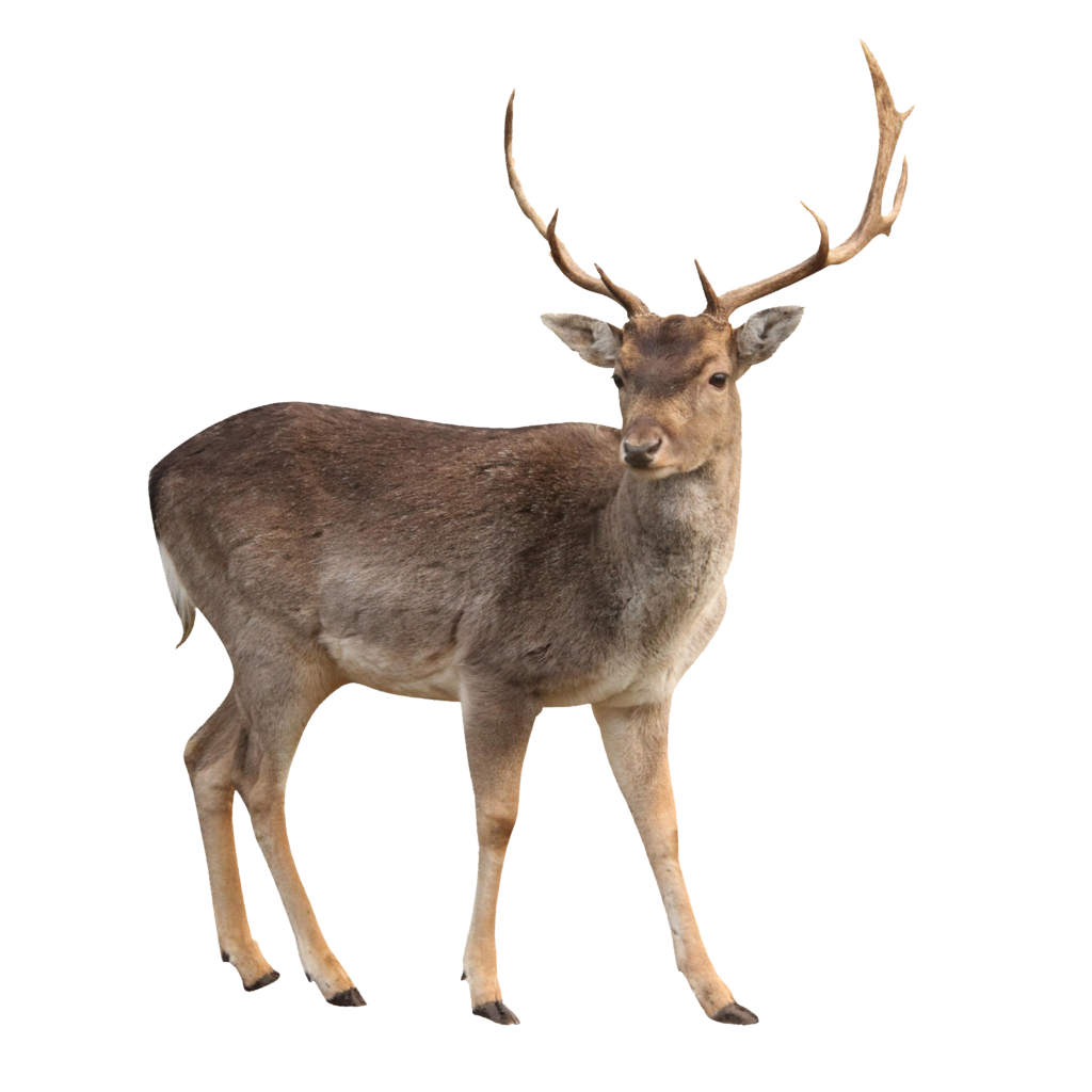 Detail Png Deer Nomer 3