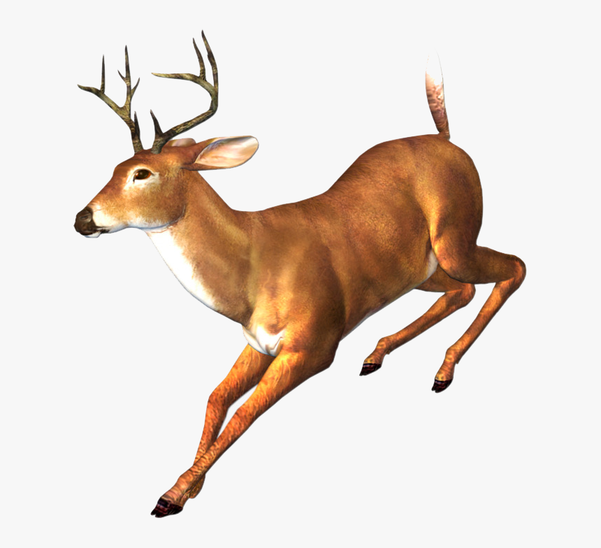 Detail Png Deer Nomer 27