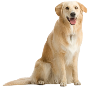 Detail Png Dog Image Nomer 16