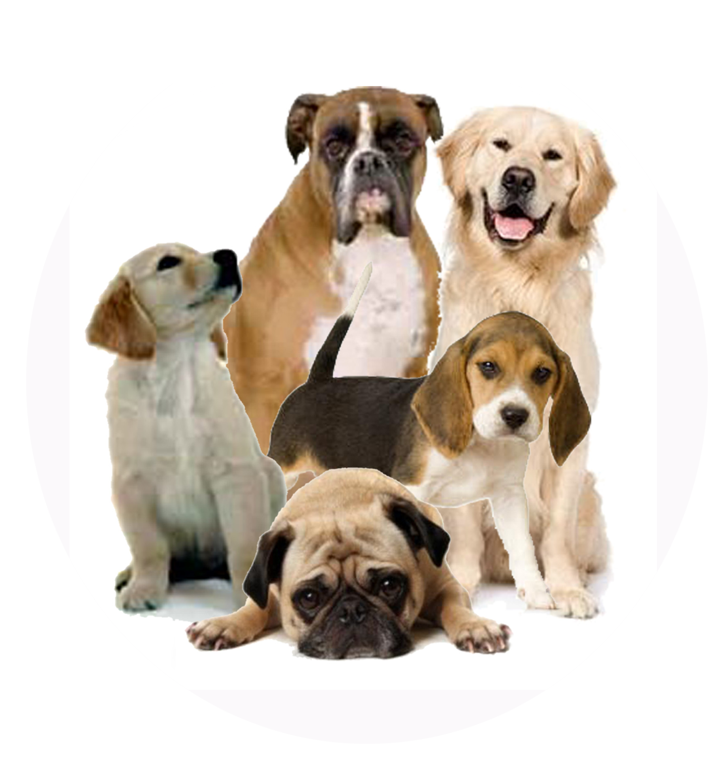 Detail Png Dog Images Nomer 13