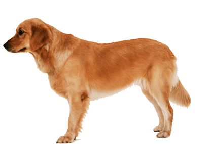 Detail Png Dog Images Nomer 24