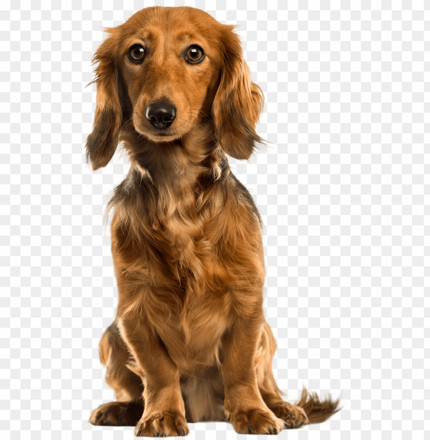 Detail Png Dog Images Nomer 4