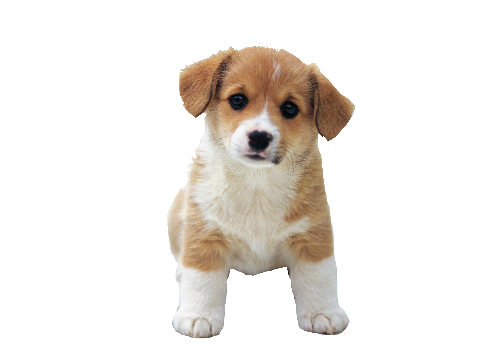 Detail Png Dog Images Nomer 32