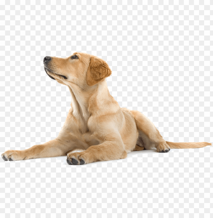 Detail Png Dog Images Nomer 7