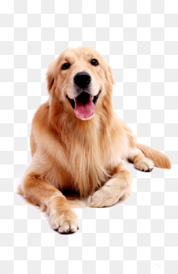 Detail Png Dog Images Nomer 8