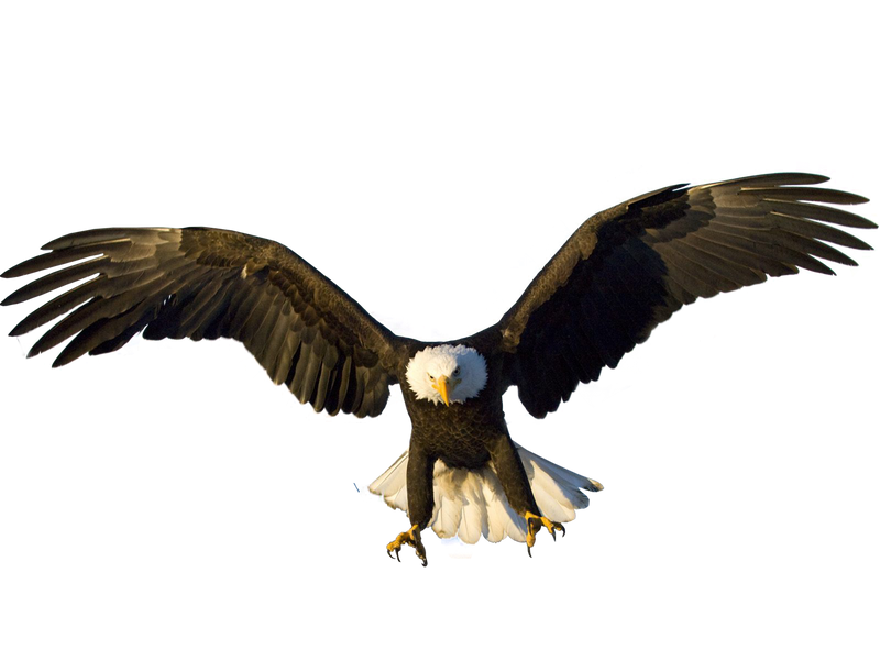 Detail Png Eagle Nomer 16