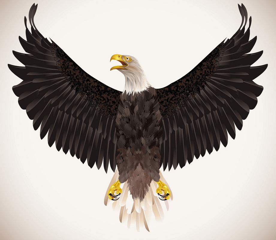 Detail Png Eagle Nomer 46