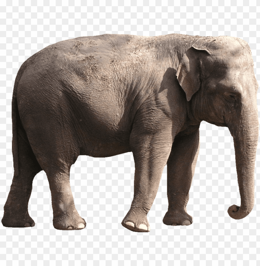 Detail Png Elephant Nomer 14