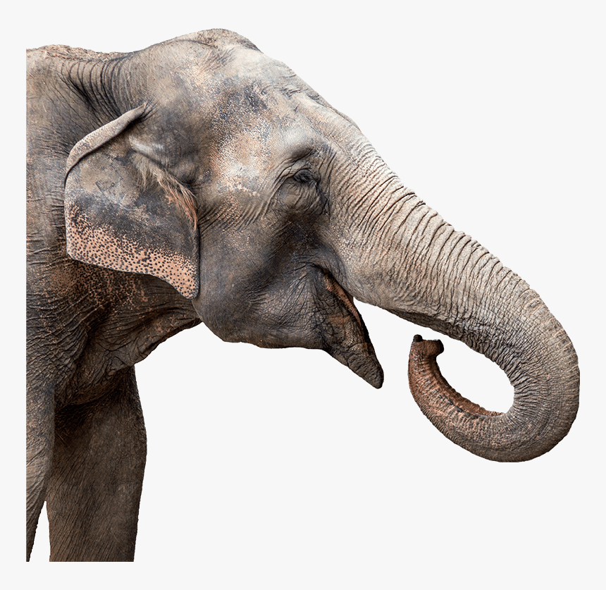 Detail Png Elephant Nomer 36
