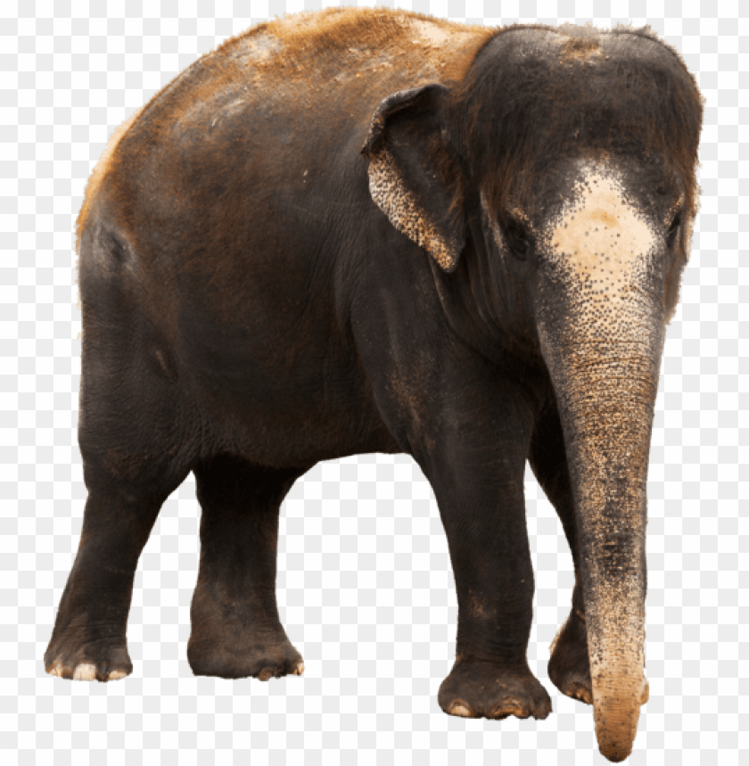Detail Png Elephant Nomer 41