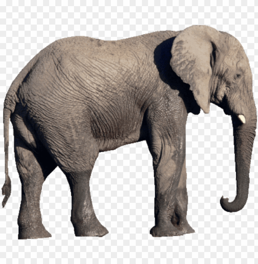 Detail Png Elephant Nomer 7