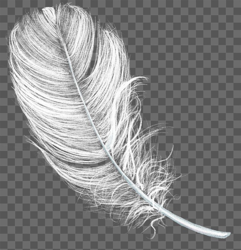Detail Png Feather Nomer 18