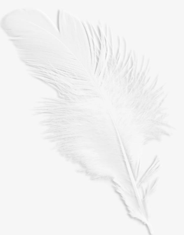 Detail Png Feather Nomer 29