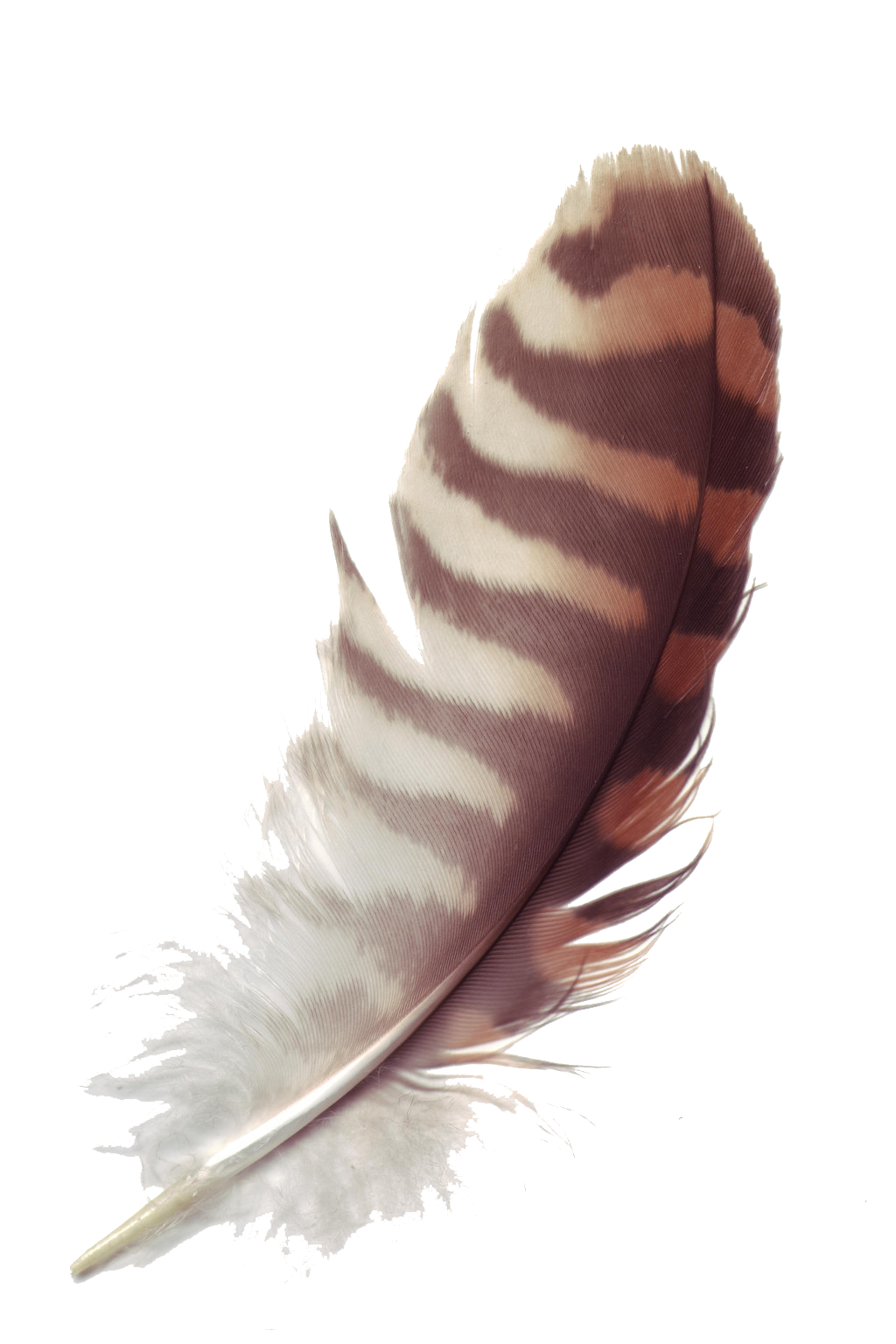Detail Png Feathers Nomer 43