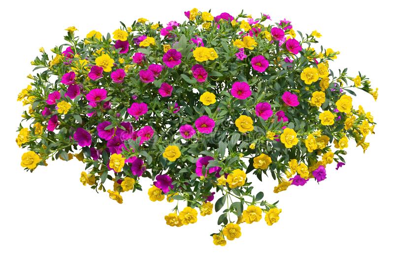 Detail Png Flowers Images Nomer 21