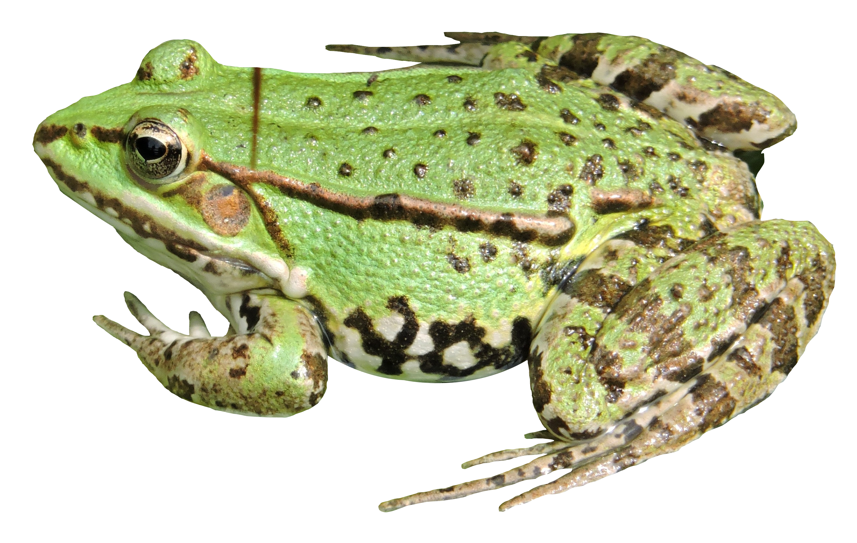 Detail Png Frog Nomer 16