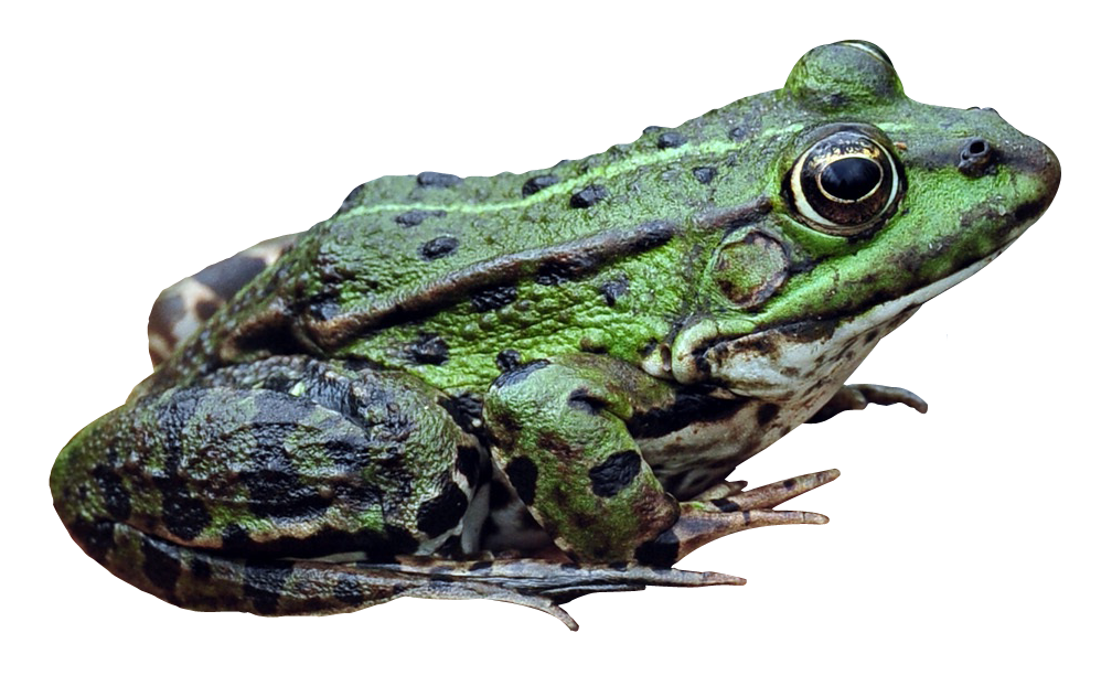 Detail Png Frog Nomer 20