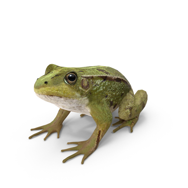 Detail Png Frog Nomer 4