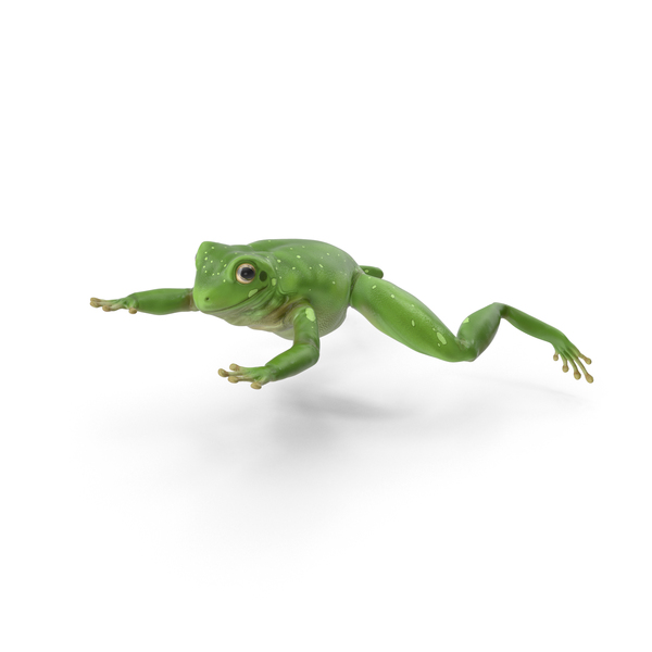 Detail Png Frog Nomer 33