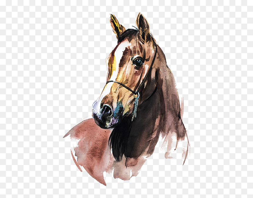 Detail Png Horse Nomer 44