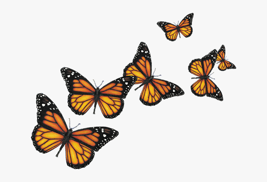 Detail Png Image With Transparent Background Nomer 49