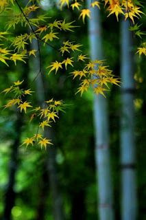 Detail Png Images Background Nomer 19