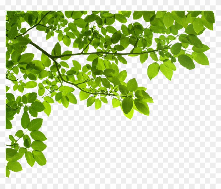 Detail Png Images Gallery Nomer 25