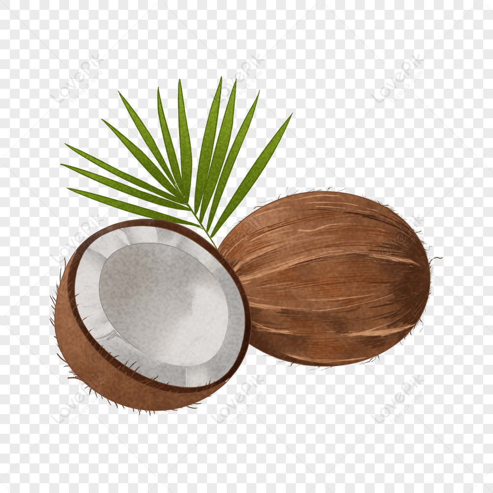 Detail Png Kelapa Nomer 39