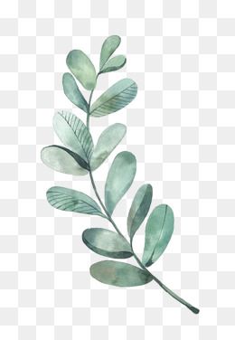 Detail Png Leaf Nomer 36