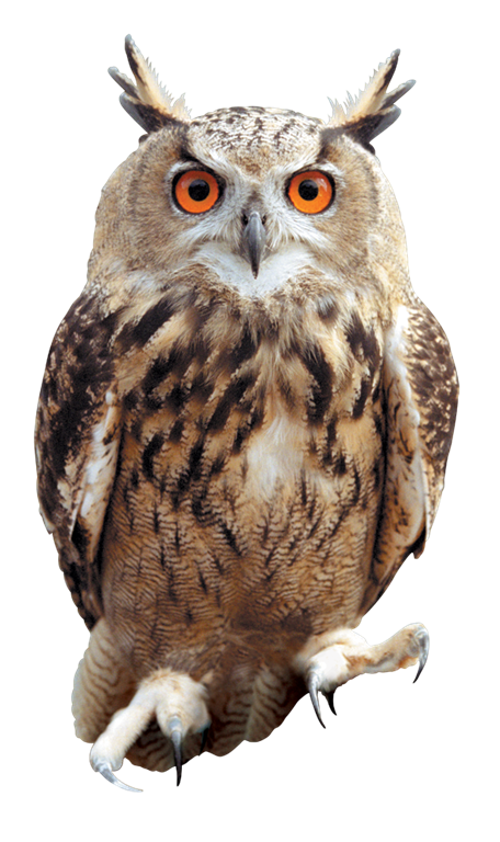 Png Owl - KibrisPDR