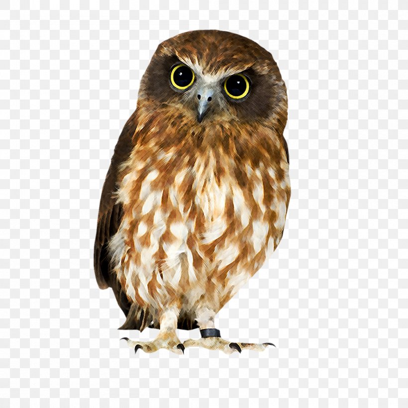 Detail Png Owl Nomer 13