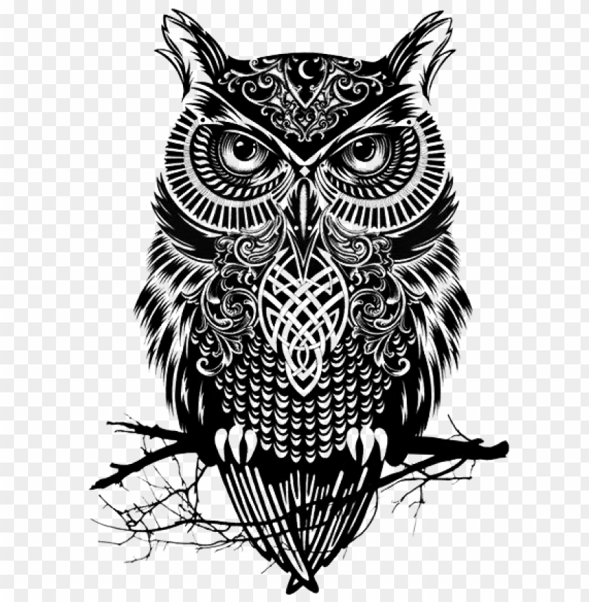 Detail Png Owl Nomer 42