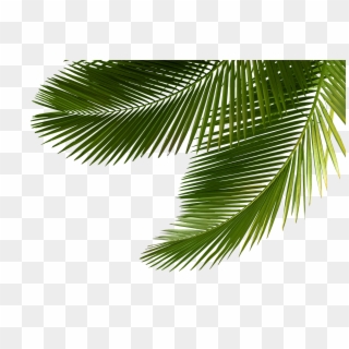 Detail Png Palm Leaves Nomer 21