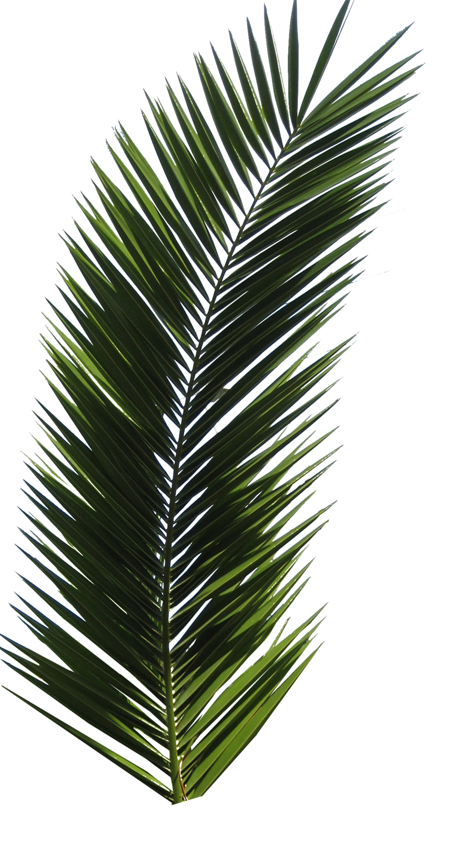 Detail Png Palm Leaves Nomer 28