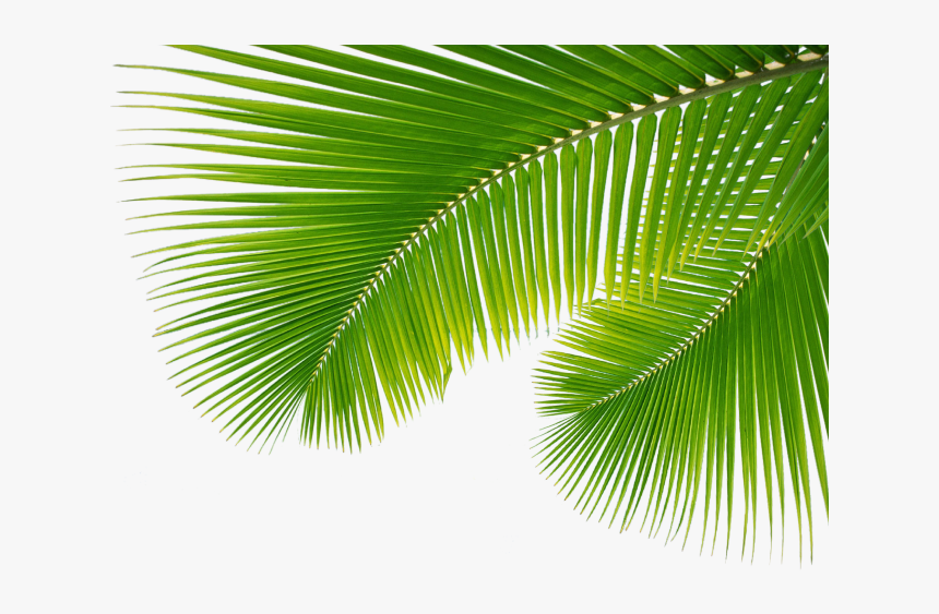Detail Png Palm Leaves Nomer 8