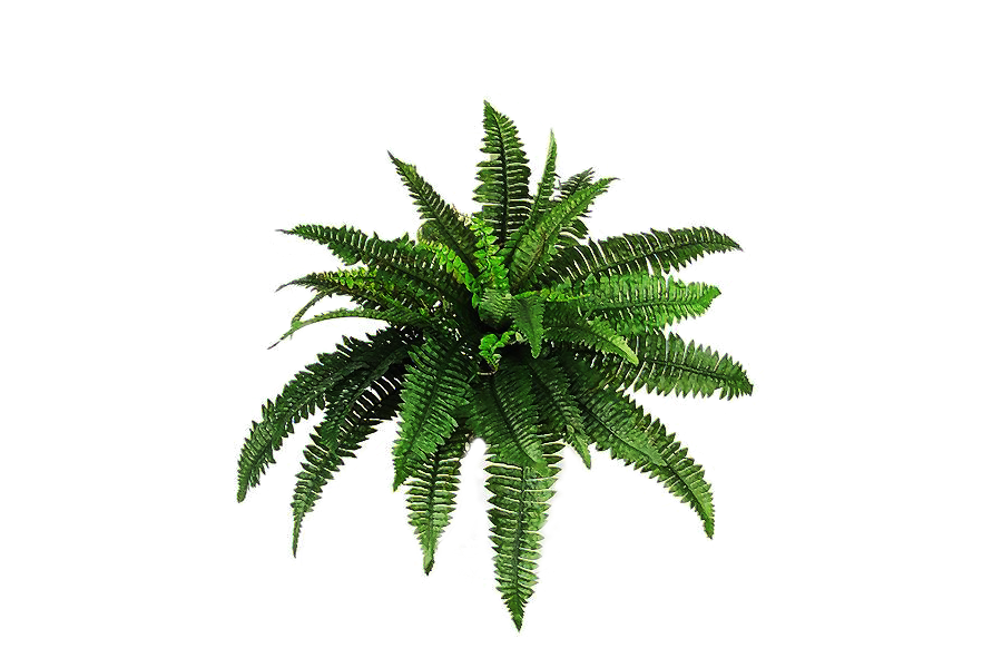 Detail Png Plant Images Nomer 9